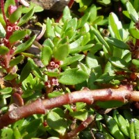 Laurembergia coccinea (Blume)